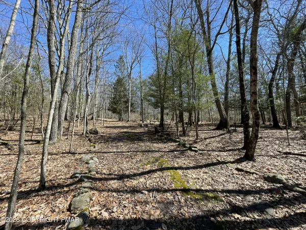 a view of a backyard with trees