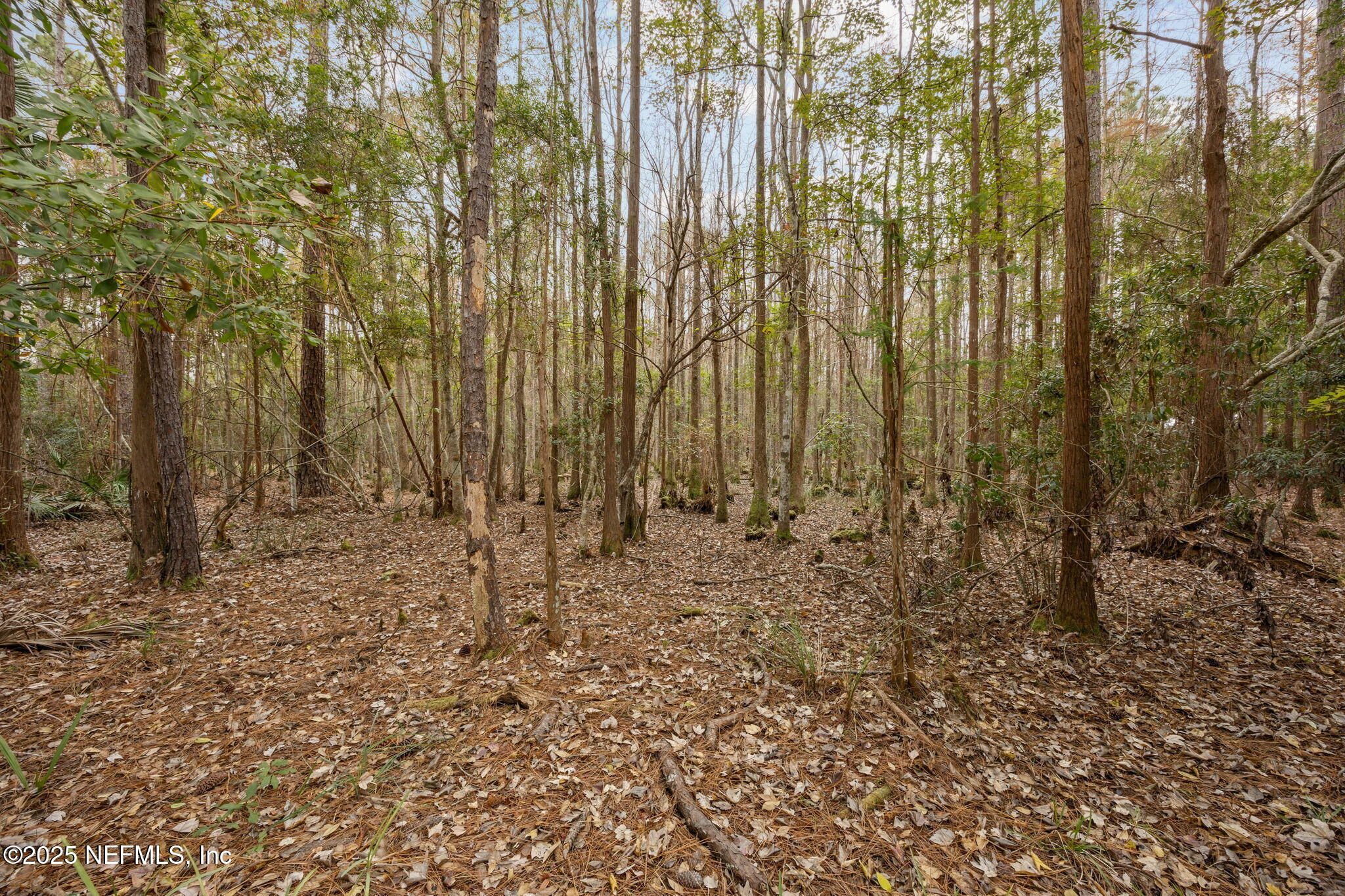 13193 Caldwell Road Jacksonville, FL 32226 - Photo 41 of 50 a view of a backyard with trees