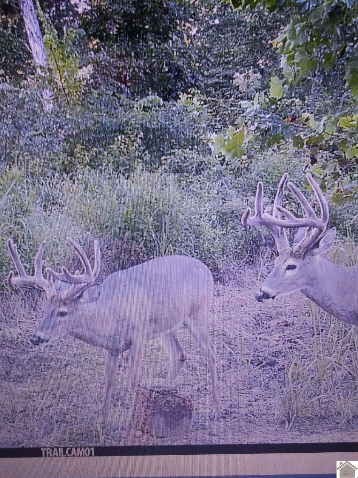 0 Waid Road Benton, KY 42025 - Photo 3 of 35 Photo 3