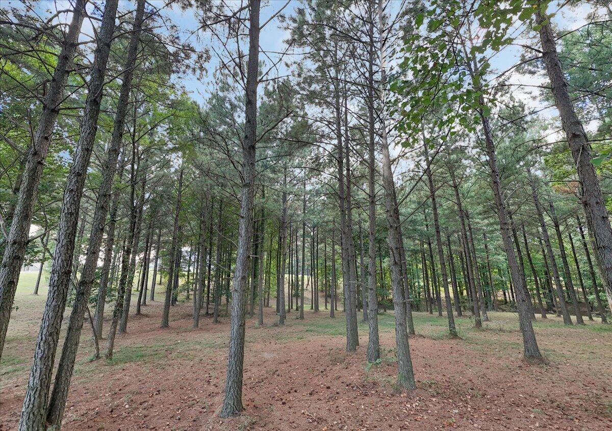 1711 Raulston Fls Road Jasper, TN 37347 - Photo 3 of 29 a view of a forest