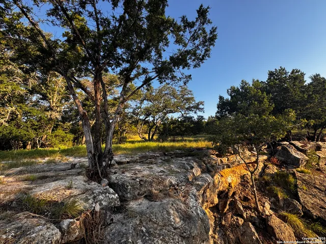 a view of a tree in a yard next to a large tree