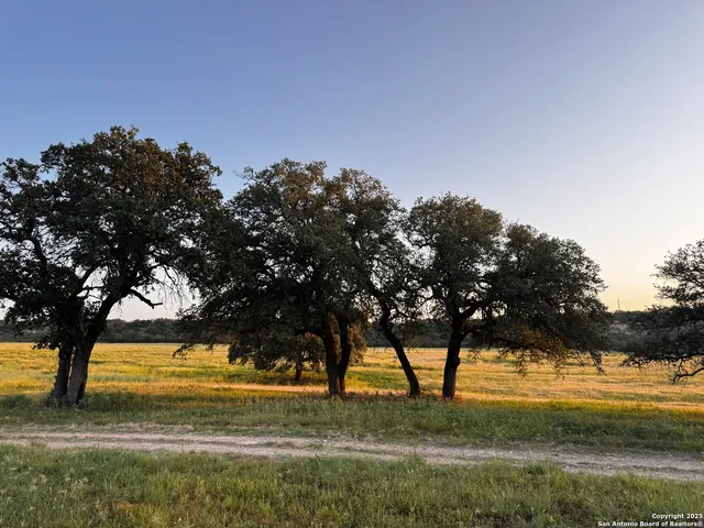 a view of a yard with a tree