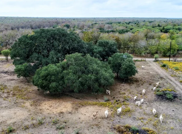 a view of a yard with a tree