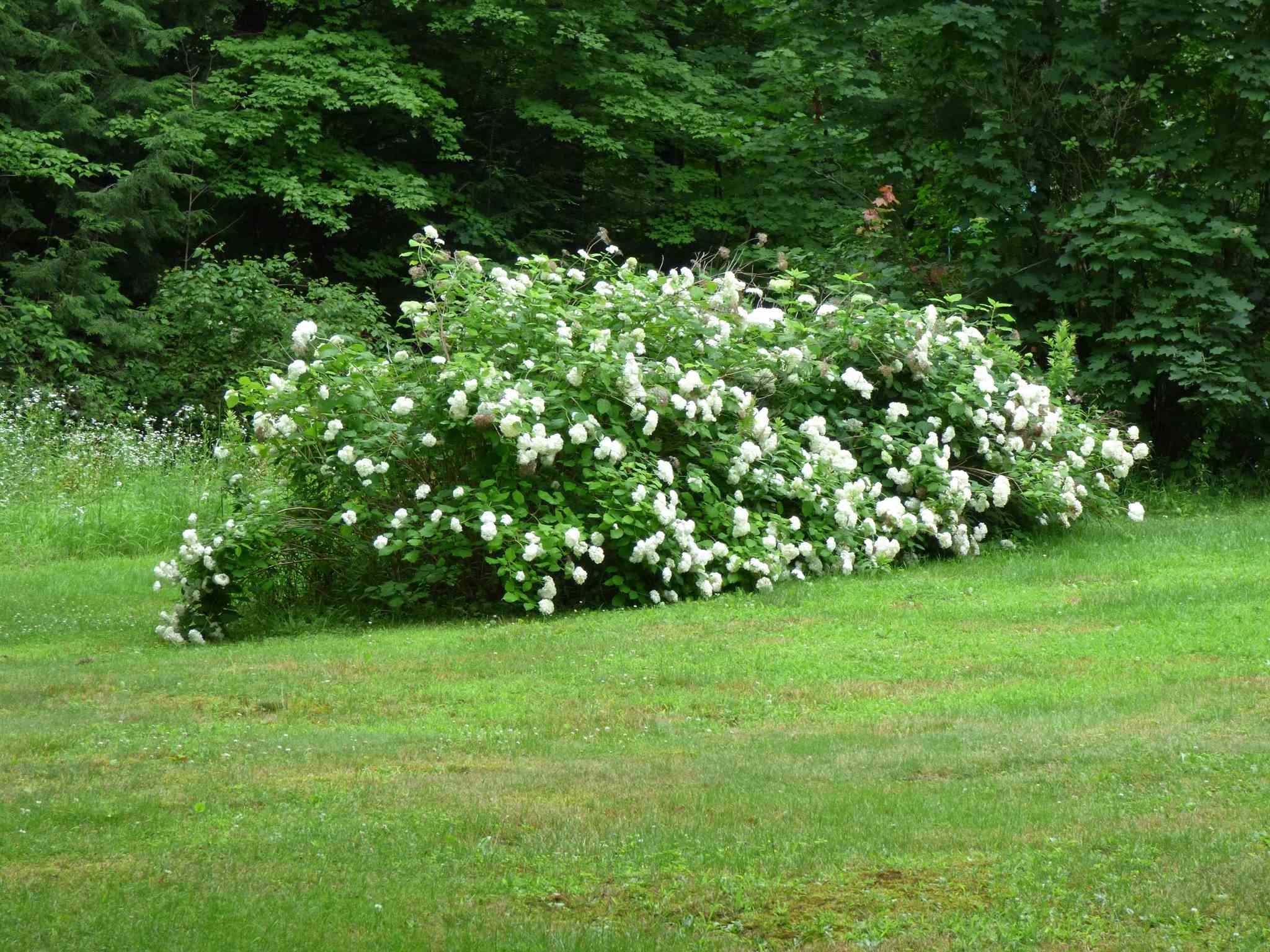 130 Couchtown Road Warner, NH 03278 - Photo 20 of 21 Gallery Image 20
