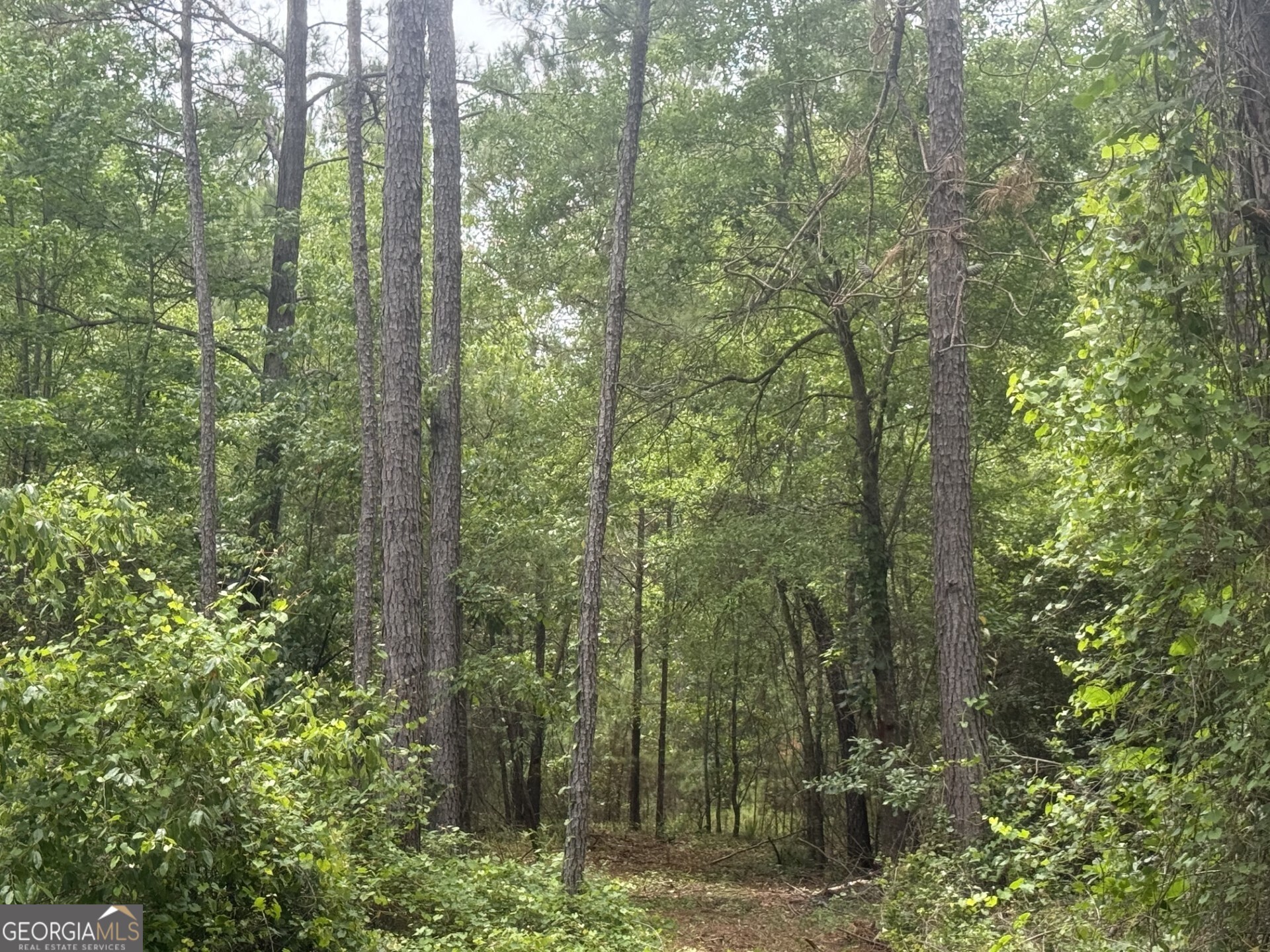 50 Harvest Road Coleman, GA 39836 - Photo 8 of 37 a view of a forest that has a forest