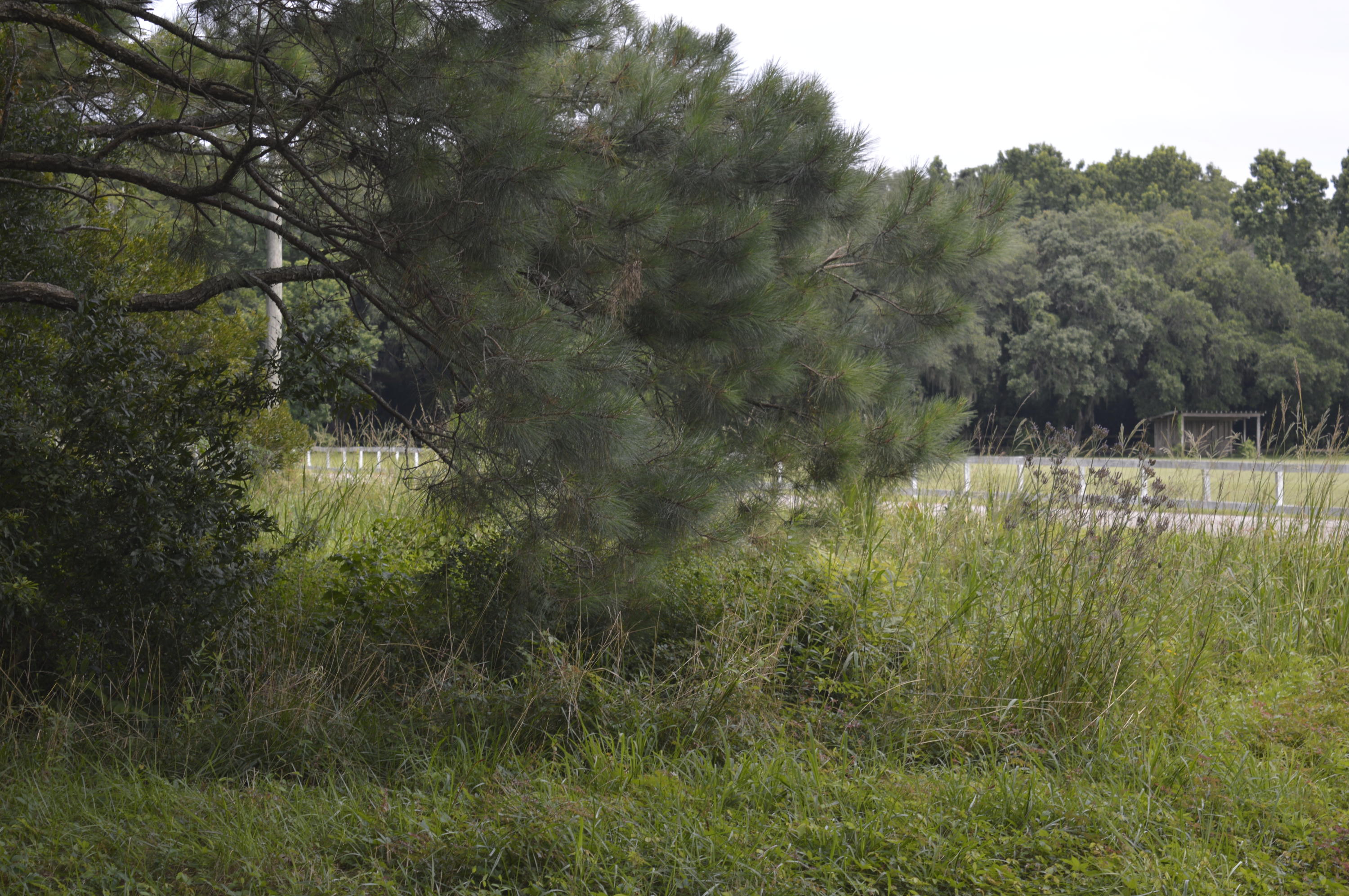 2610 Hamilton Road Johns Island, SC 29455 - Photo 13 of 19 _DSC0051