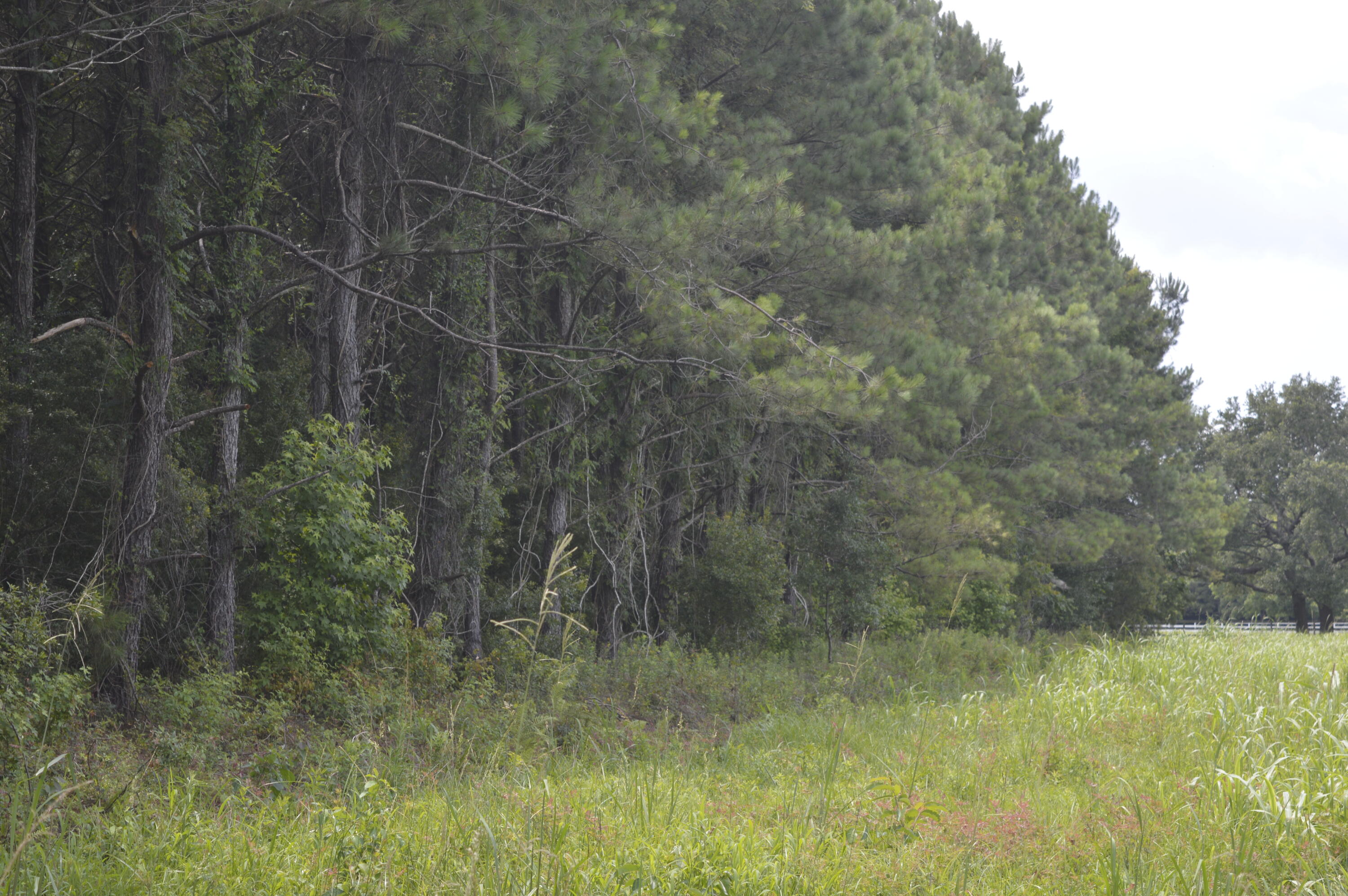 2610 Hamilton Road Johns Island, SC 29455 - Photo 5 of 19 _DSC0032