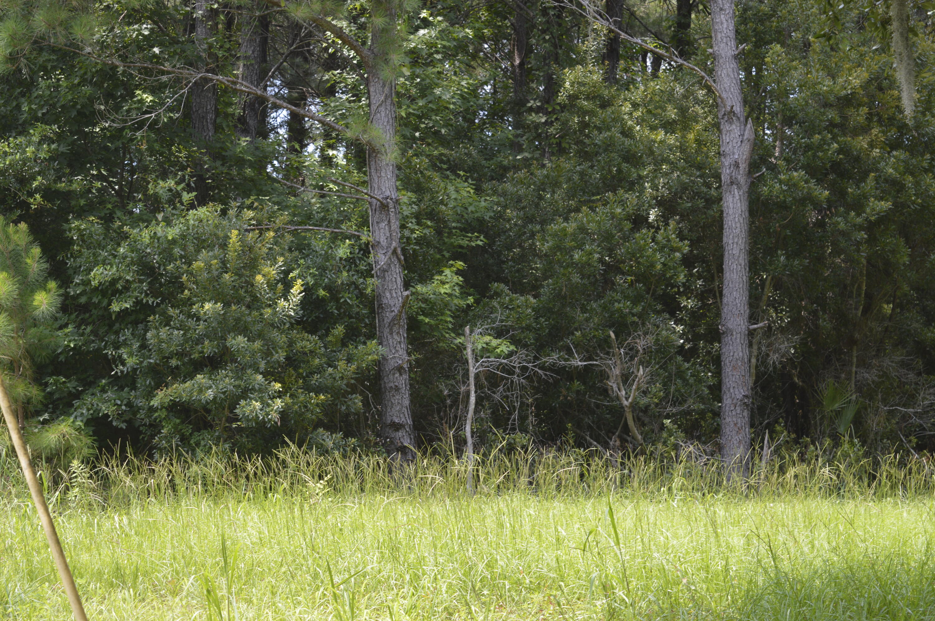 2610 Hamilton Road Johns Island, SC 29455 - Photo 9 of 19 _DSC0041