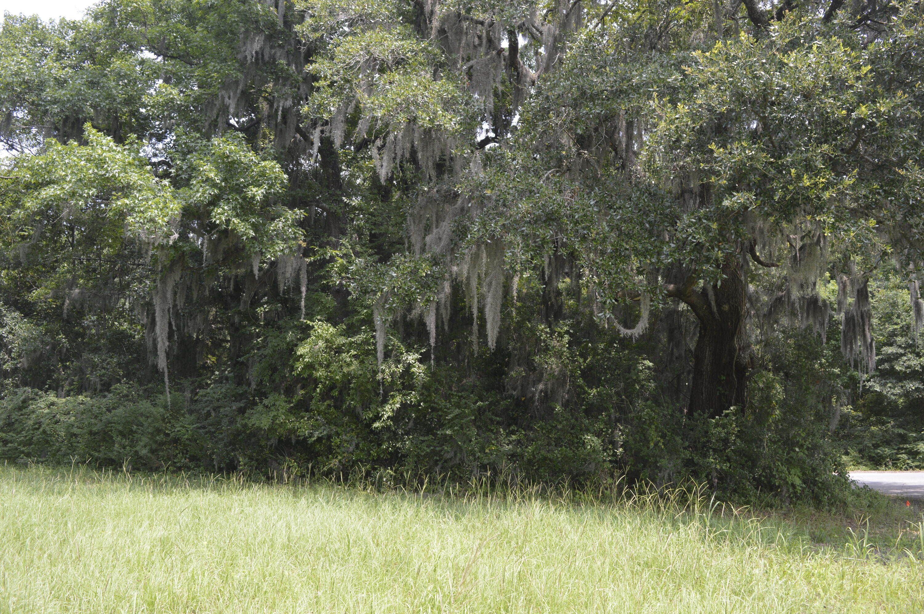 2610 Hamilton Road Johns Island, SC 29455 - Photo 10 of 19 _DSC0045