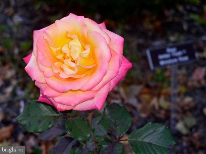 2207 Greenery Lane, Unit T2 Silver Spring, MD 20906 - Photo 24 of 27 Rose garden at Brookside Gardens