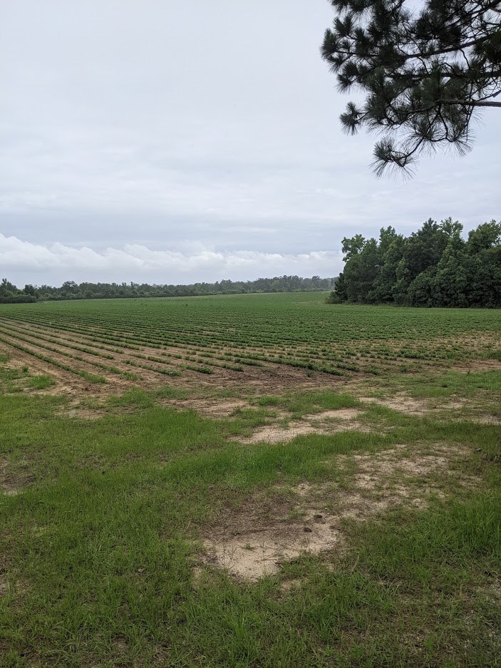 0 Ed Tolar Road Pansey, AL 36370 - Photo 2 of 7