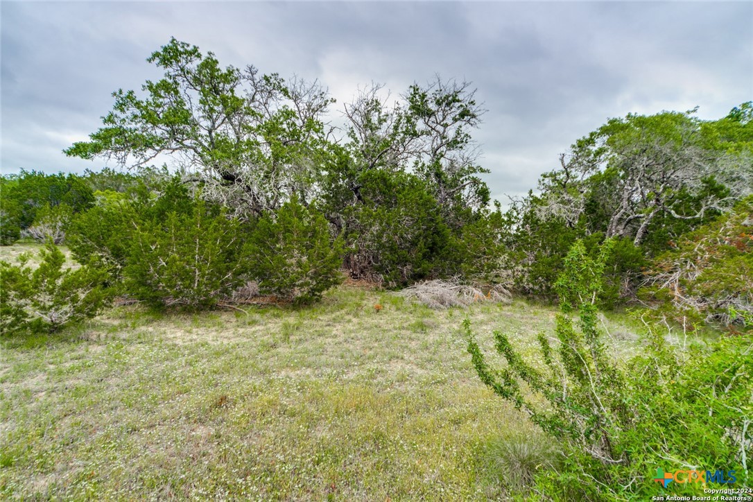 980 Scarlett Ridge Drive Bulverde, TX 78163 - Photo 8 of 13 a view of a yard with a tree