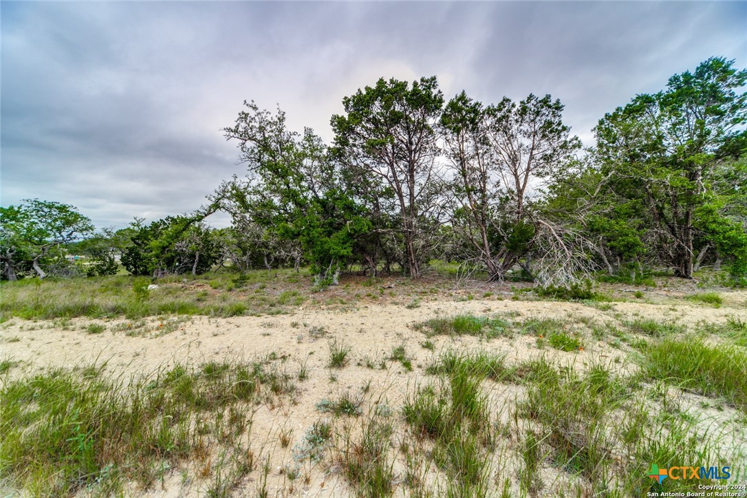 980 Scarlett Ridge Drive Bulverde, TX 78163 - Photo 10 of 13 a view of a yard with a tree