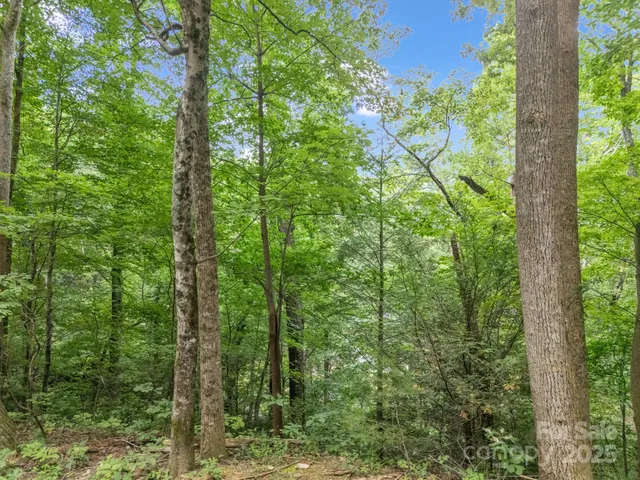 a view of a lush green forest