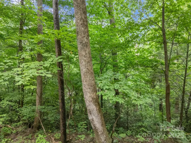 a view of a forest with trees