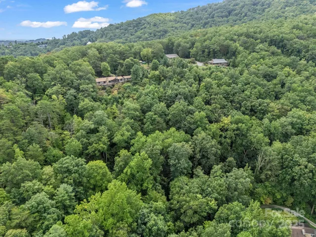 a view of a yard with plants and large trees