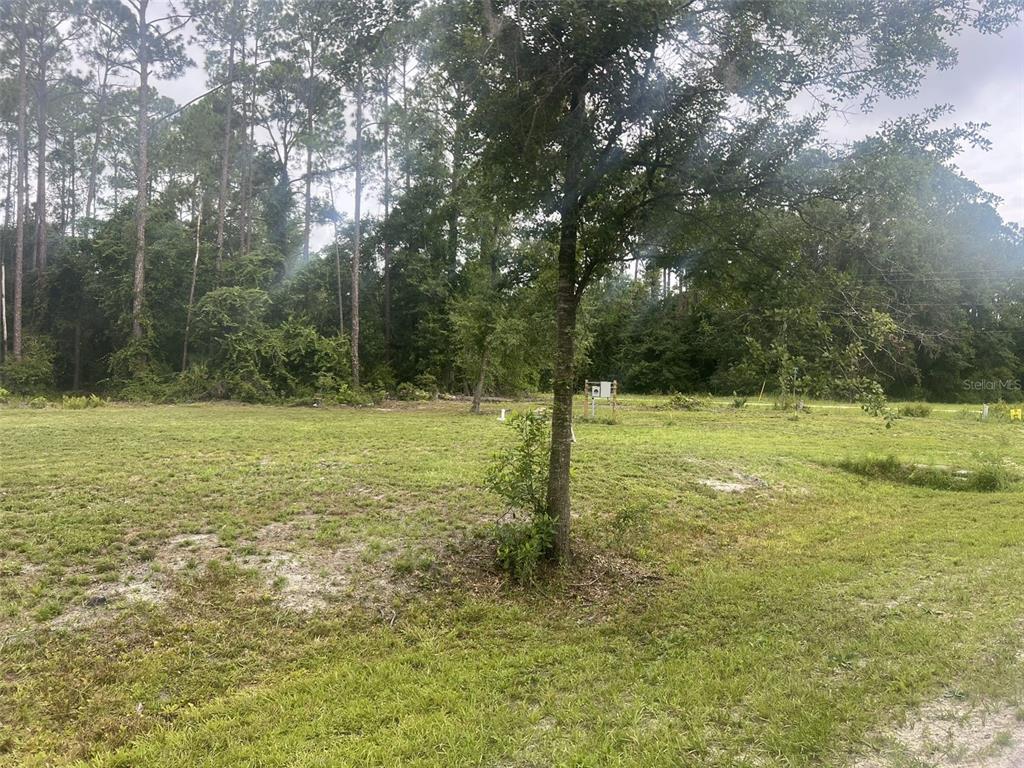 101 Anne Boulevard Georgetown, FL 32139 - Photo 3 of 7 a view of a field with a tree