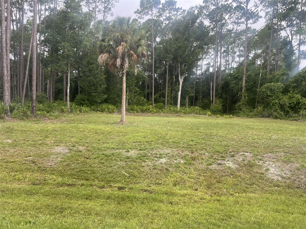 101 Anne Boulevard Georgetown, FL 32139 - Photo 5 of 7 a backyard of a house with lots of green space and trees
