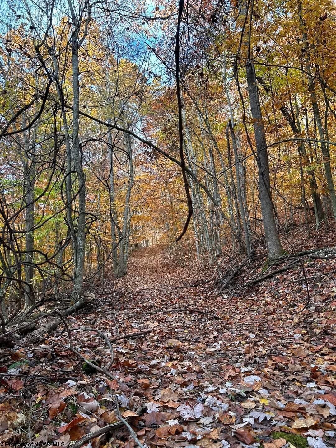 65 Friel Hl Road Huttonsville, WV 26273 - Photo 6 of 7 Gallery Image 6