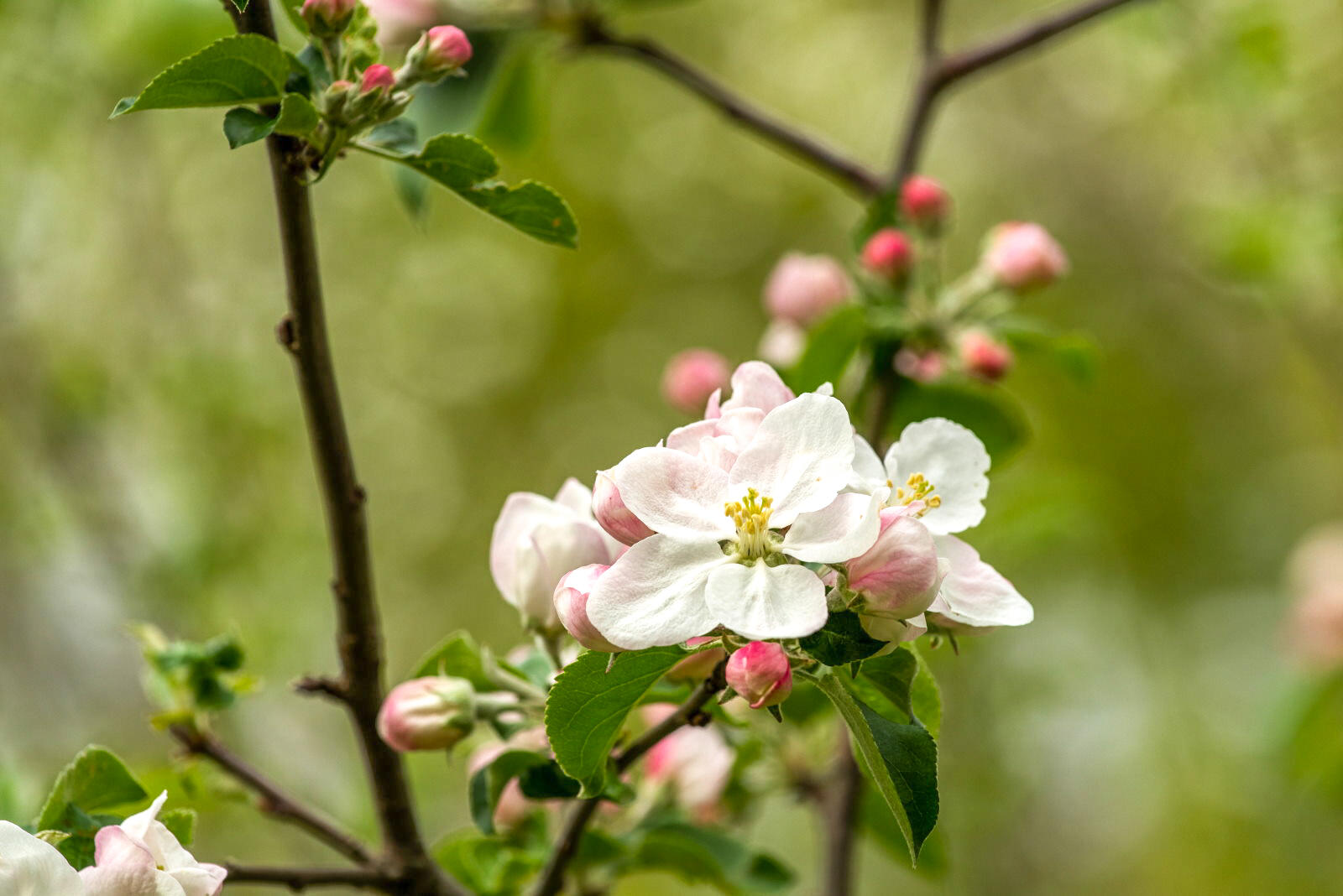 120 North Bridgton Road Bridgton, ME 04009 - Photo 77 of 89 Small apple orchard