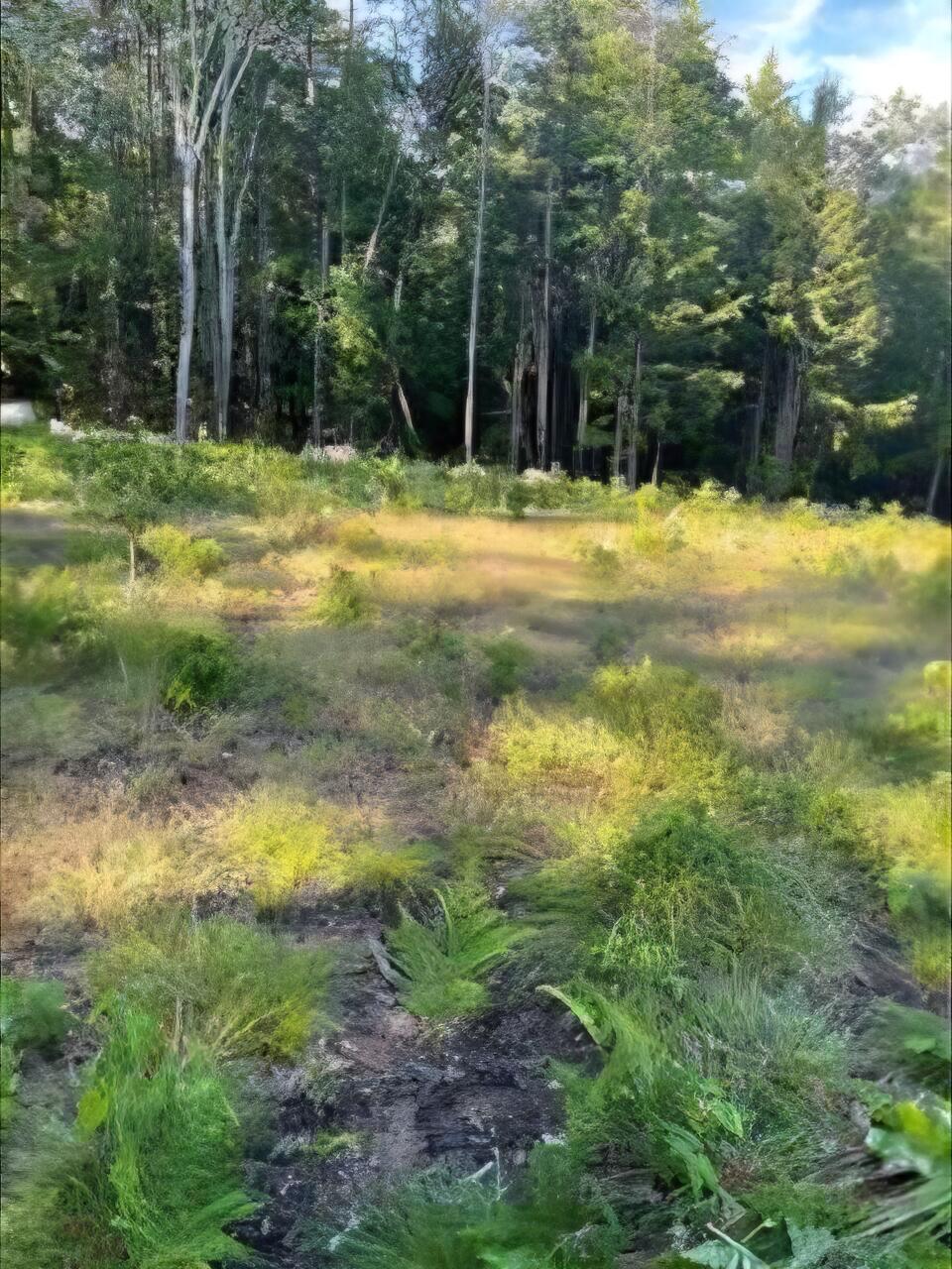104 Smith Road Mapleton, ME 04757 - Photo 6 of 6 104 Smith Road View Lot