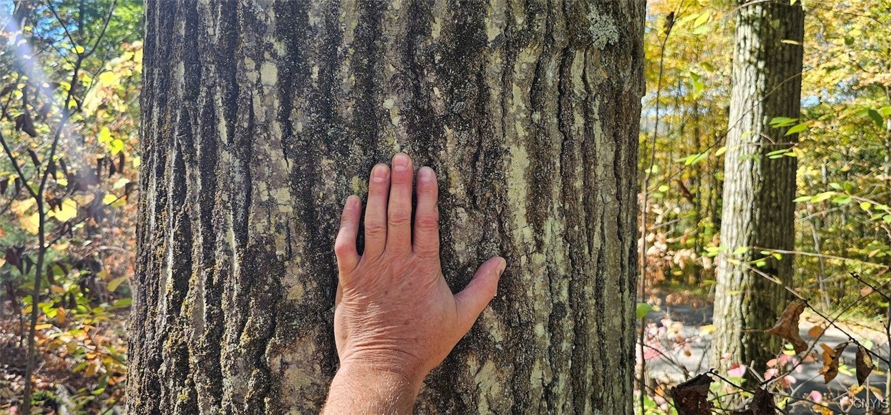 Talmadge Hill Road West Waverly, NY 14892 - Photo 15 of 25