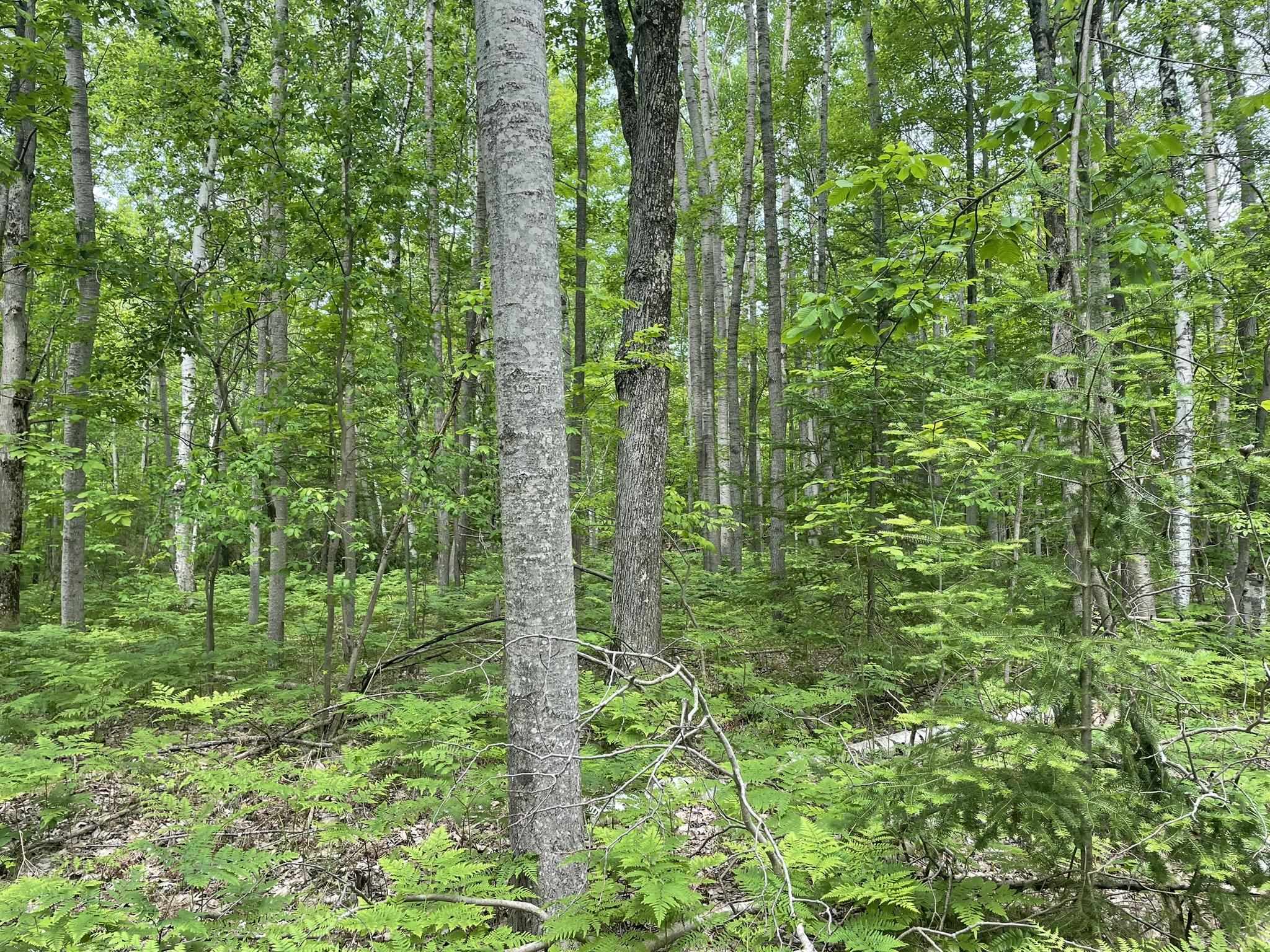 5218 Laird Lake Road Hale, MI 48739 - Photo 39 of 42 Gallery Image 39