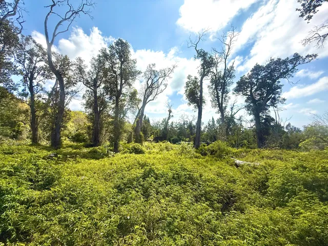 a view of a yard with a tree