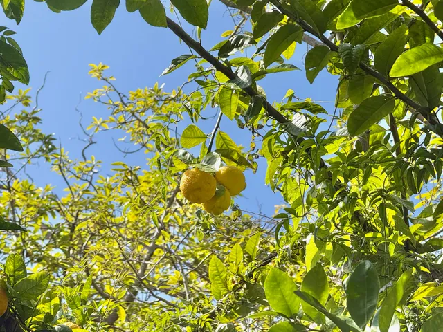 a picture of flowers