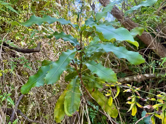 a close up of a plant