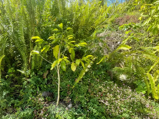 a view of a plant in a garden