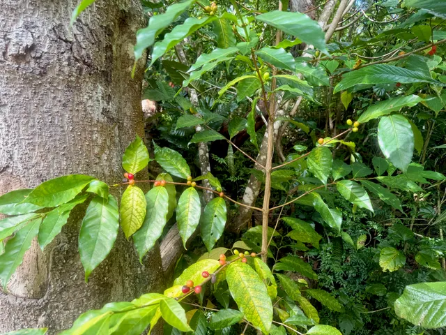 a view of banana tree
