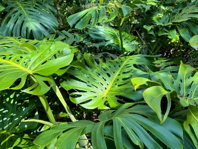 a plant with lots of flowers