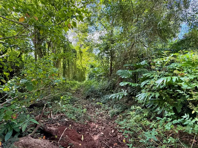 a view of a garden with plants