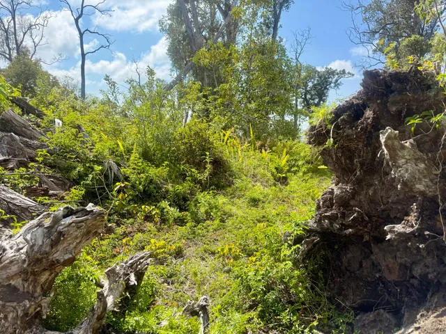 a view of a tree in a garden