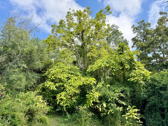 a backyard of a house with lots of green space