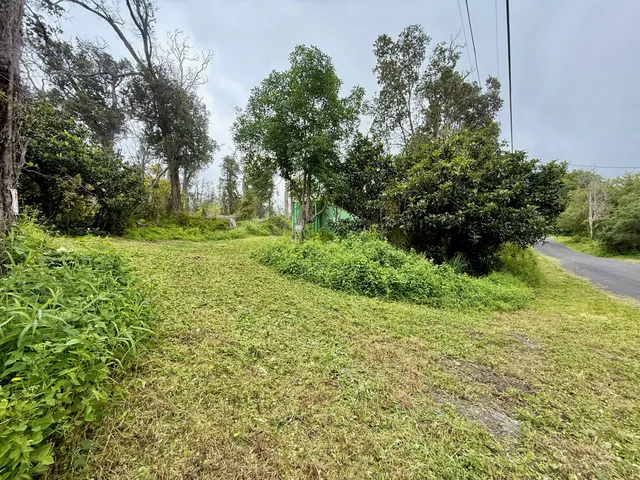 a view of a big yard with plants and large trees