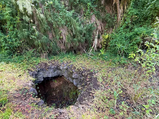 a view of a garden with lots of trees