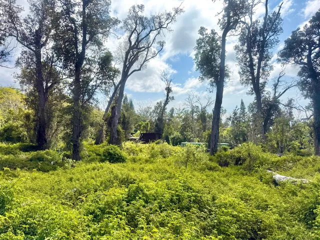 a view of a garden with trees