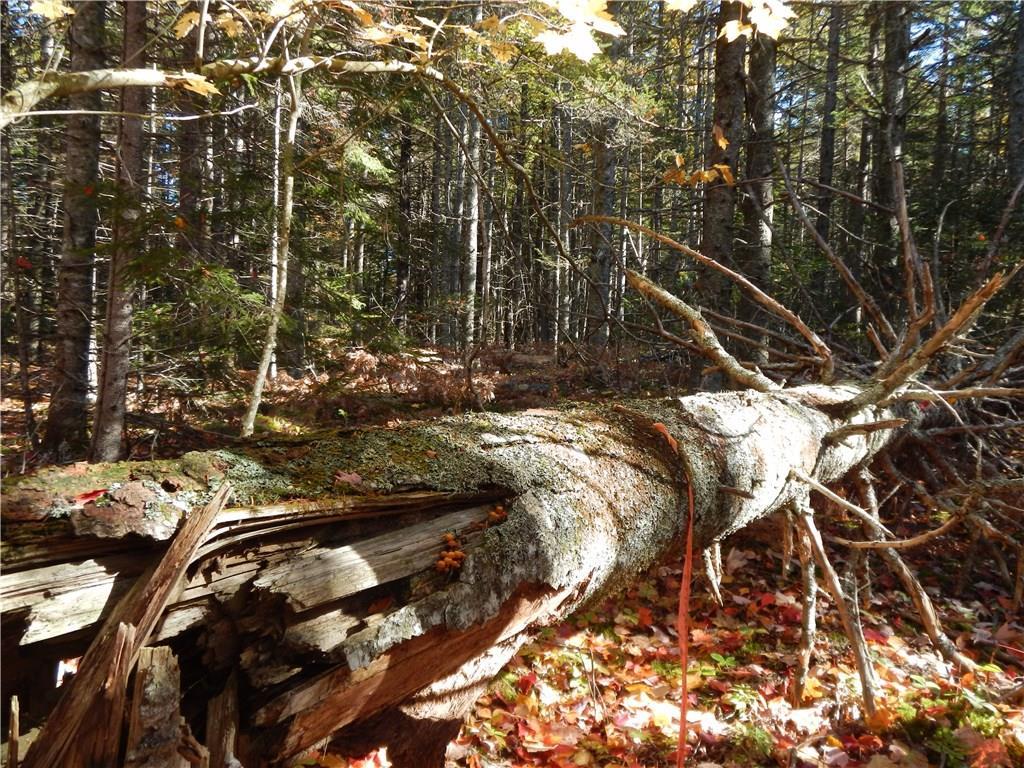 Lot 38 Grand Marsh Bay Road Corea, ME 04624 - Photo 13 of 17 Photo