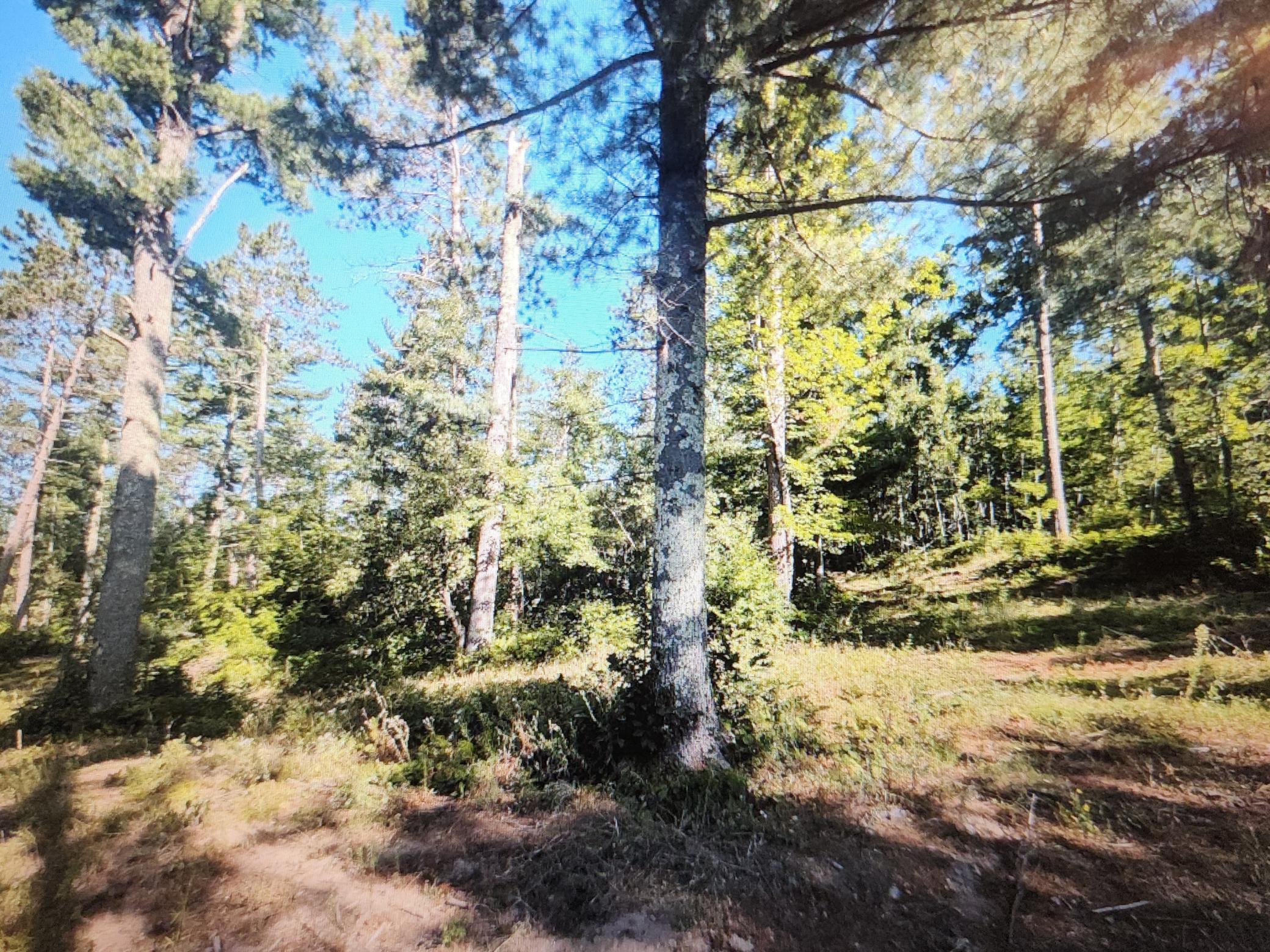 3380 West W Highway Springbrook, WI 54875 - Photo 11 of 13 Gallery Image 11