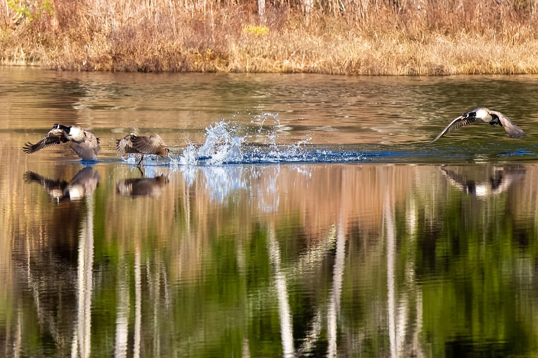 900 Bunker Hill Road Tamworth, NH 03886 - Photo 7 of 60