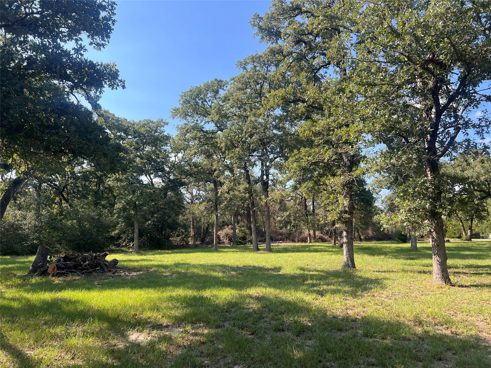 View of grassy yard