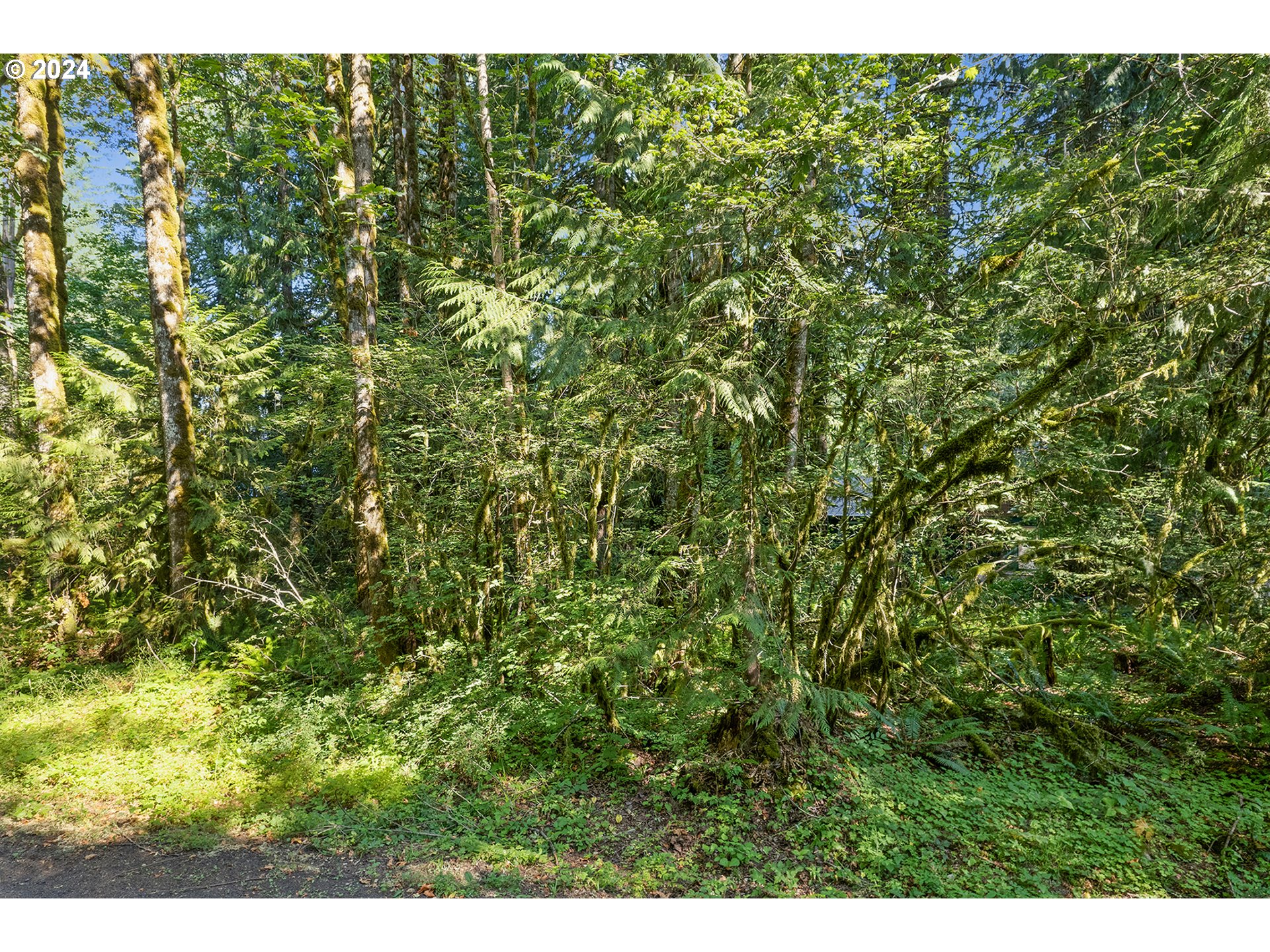 East Vine Maple Drive Rhododendron, OR 97049 - Photo 9 of 18 a view of a lush green forest
