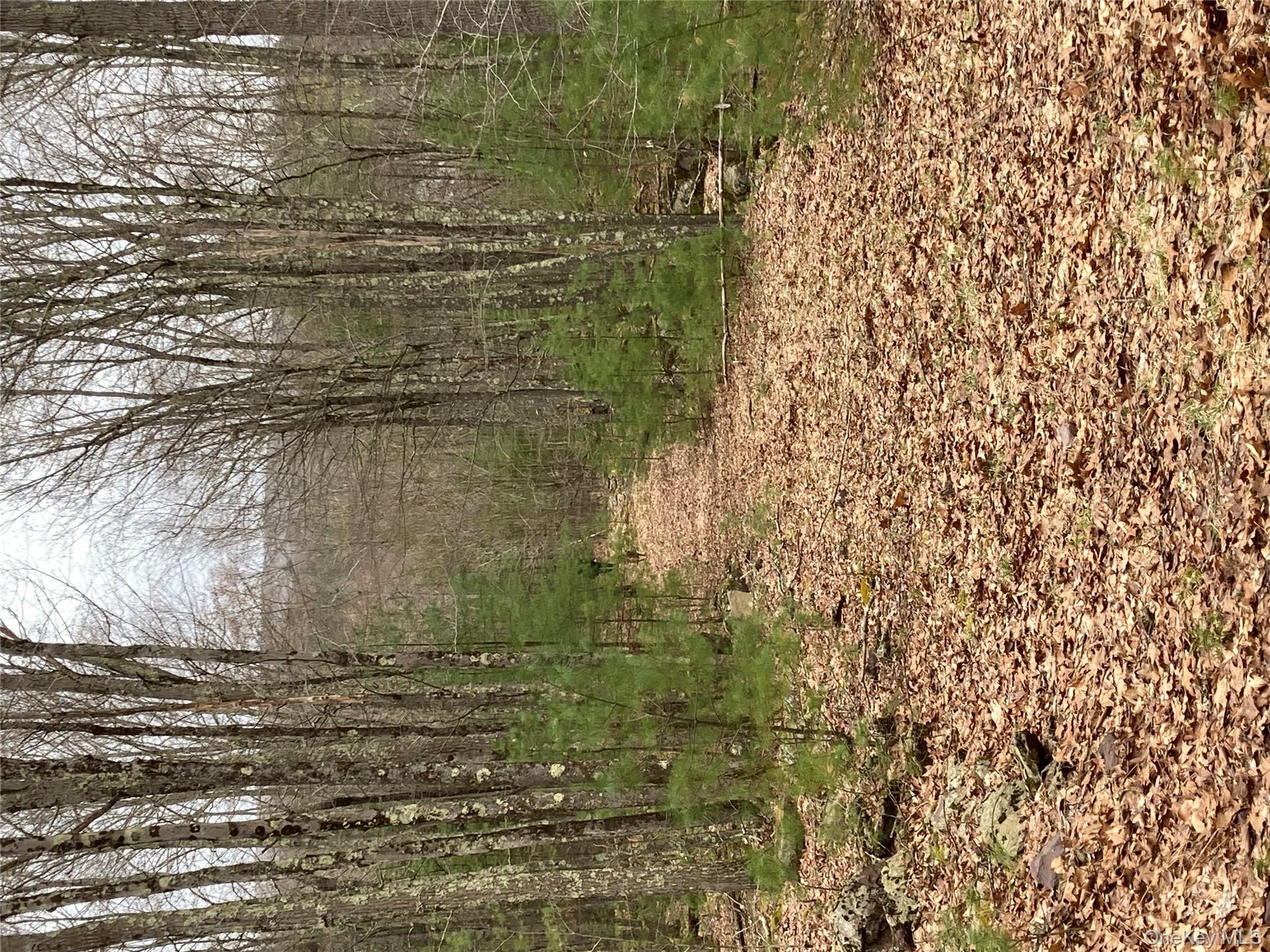 Plank Road Forestburgh, NY 12777 - Photo 12 of 14 View of local wilderness with a wooded view