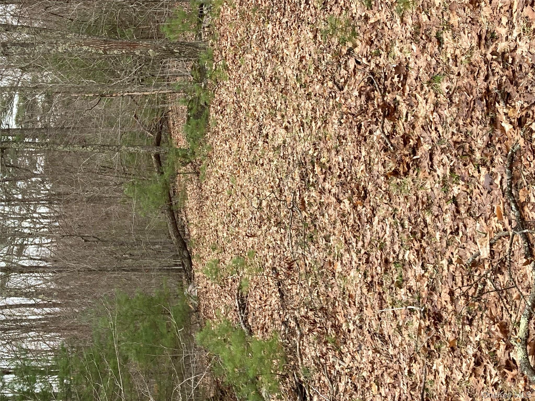 Plank Road Forestburgh, NY 12777 - Photo 13 of 14 View of local wilderness