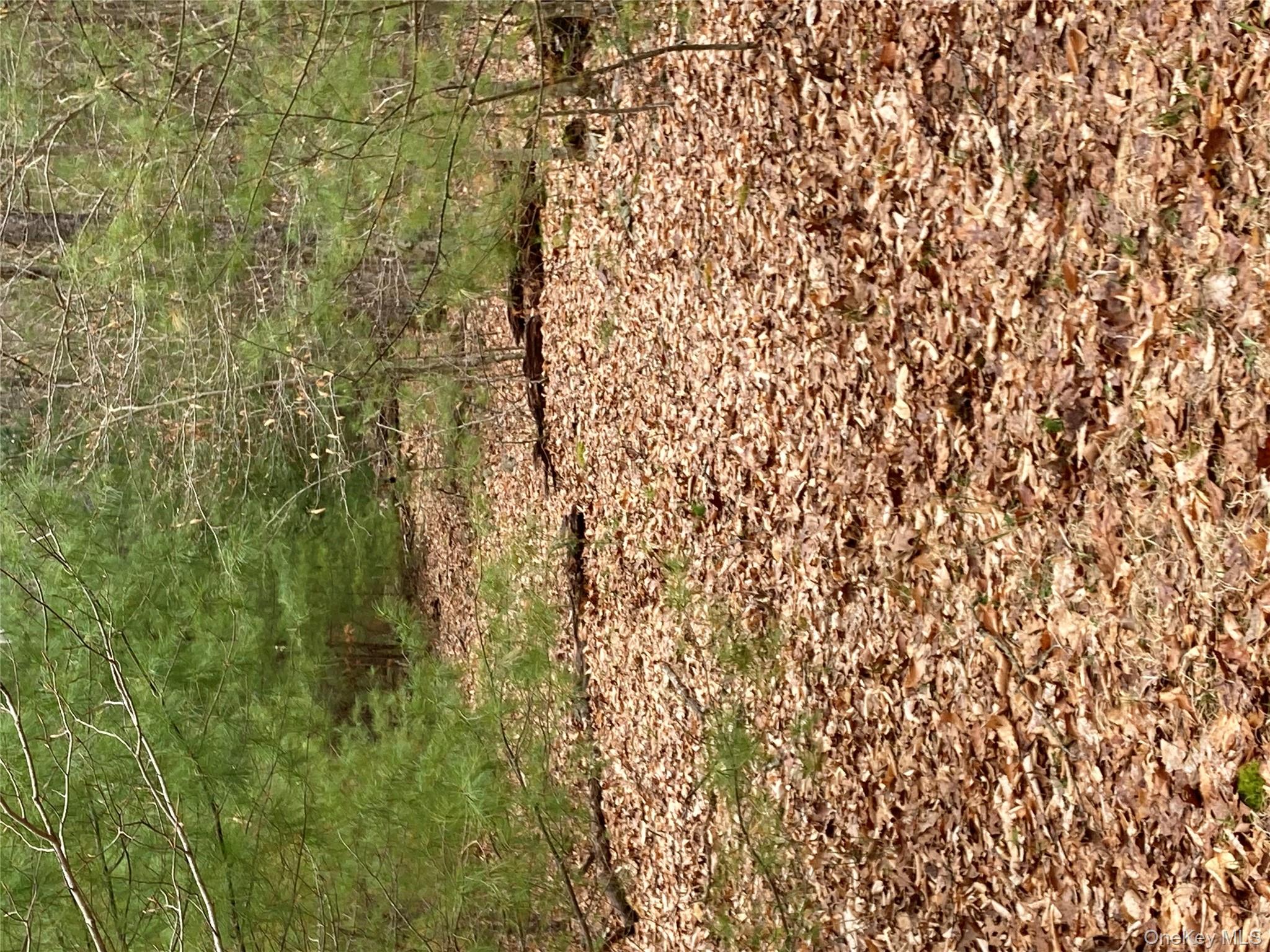 Plank Road Forestburgh, NY 12777 - Photo 14 of 14 View of local wilderness