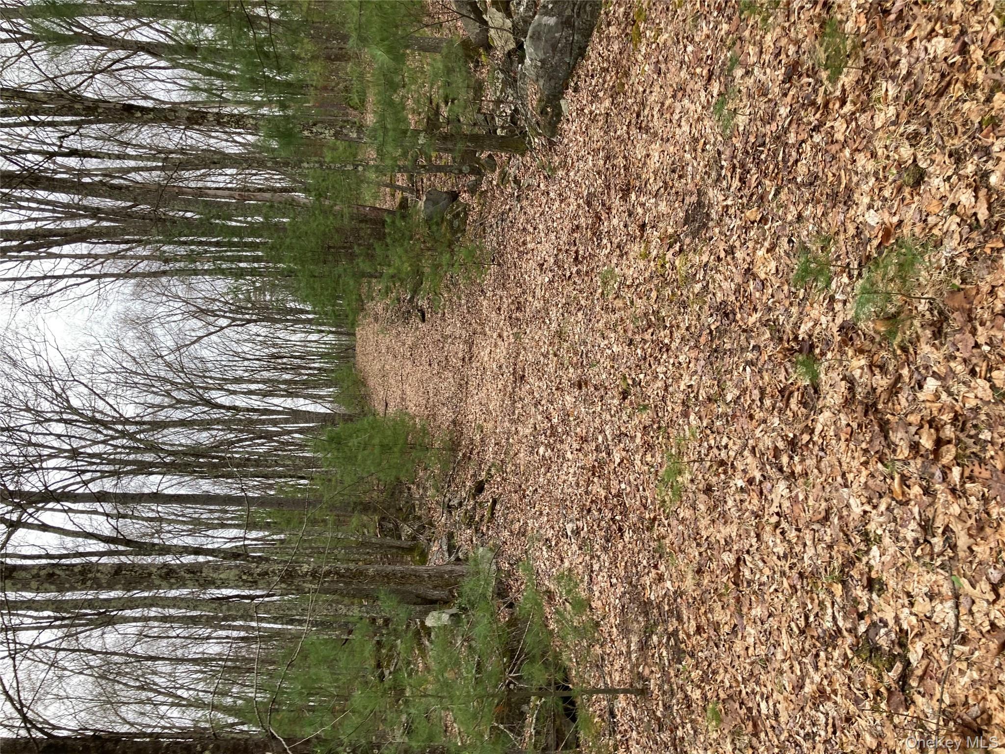 Plank Road Forestburgh, NY 12777 - Photo 9 of 14 View of nature