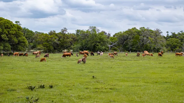 $5,275,000 | 3814 County Road 19, Hallettsville, TX 77964