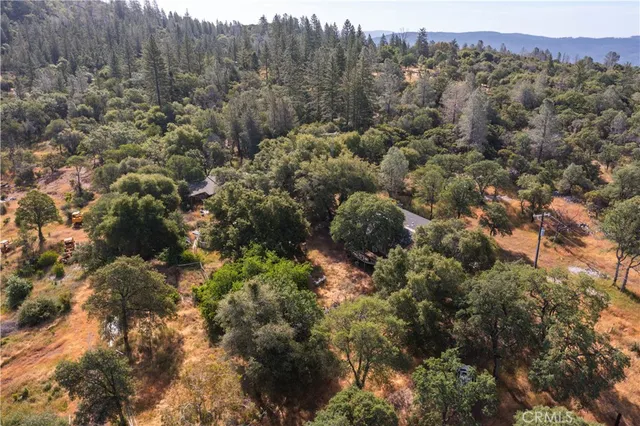 a view of a forest with a tree